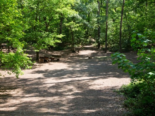 Nedaleký lesík - místo pro odpolední procházku